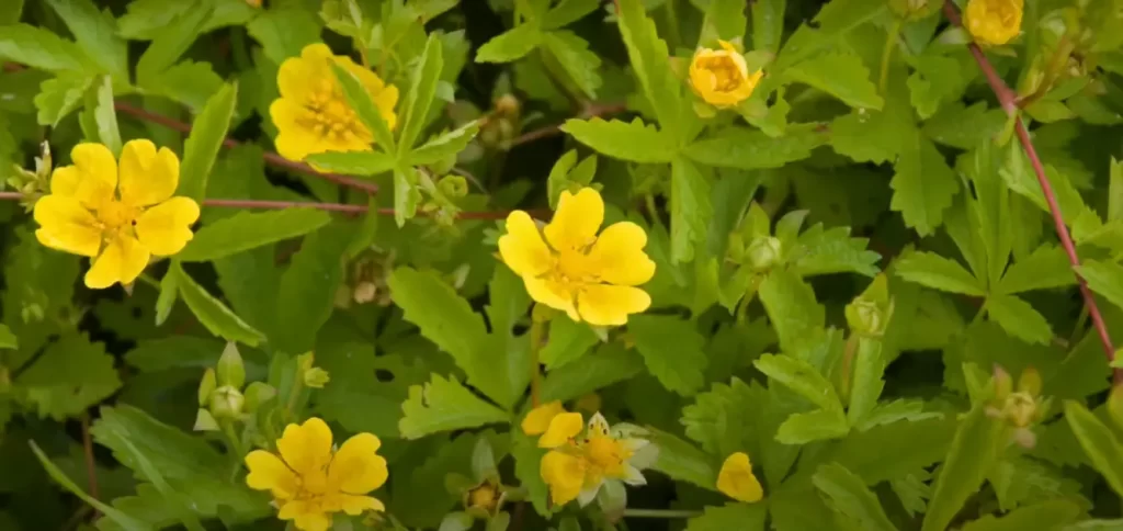 yellow flower