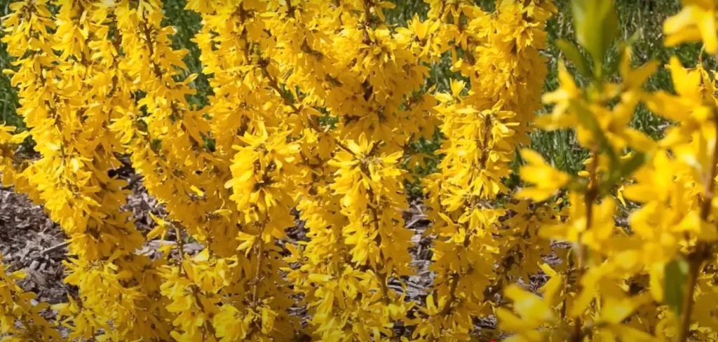 yellow flower meaning