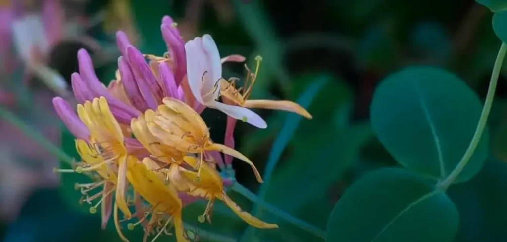 yellow flower day