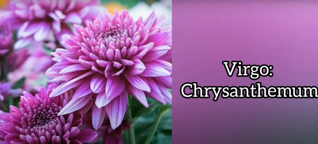Chrysanthemums
