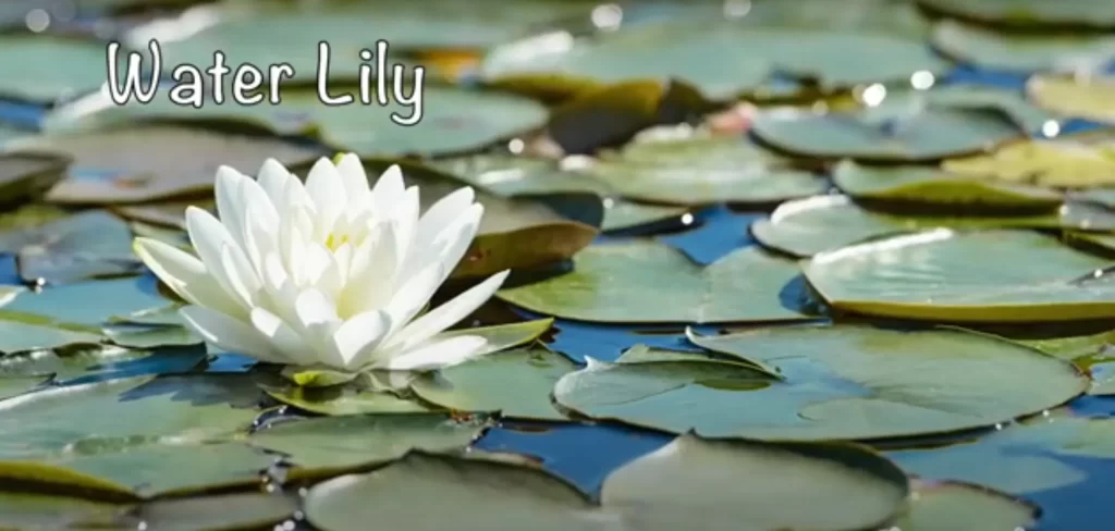 July Birth Flower: Water Lily