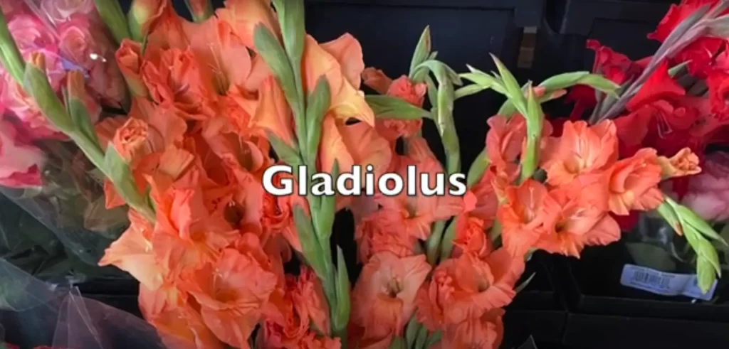 August Birth flower: Gladiolus