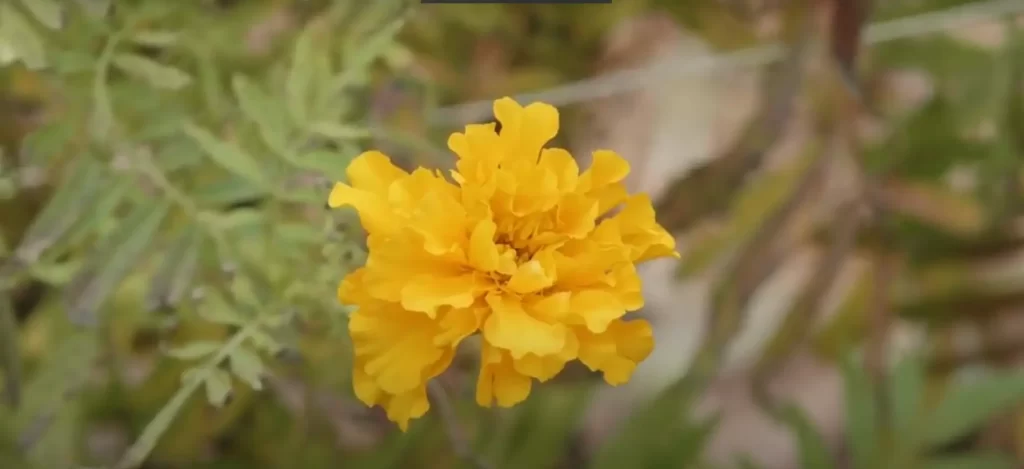 October Birth Flower: Marigolds