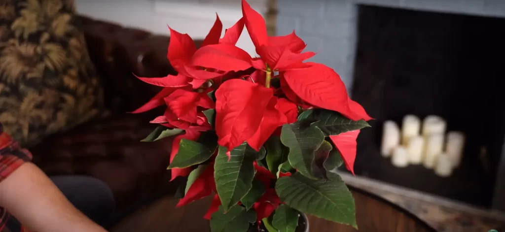 December Birth Flower: Poinsettia