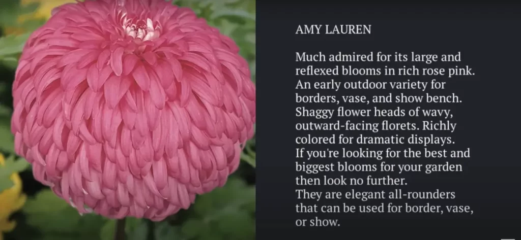  characteristics of chrysanthemums