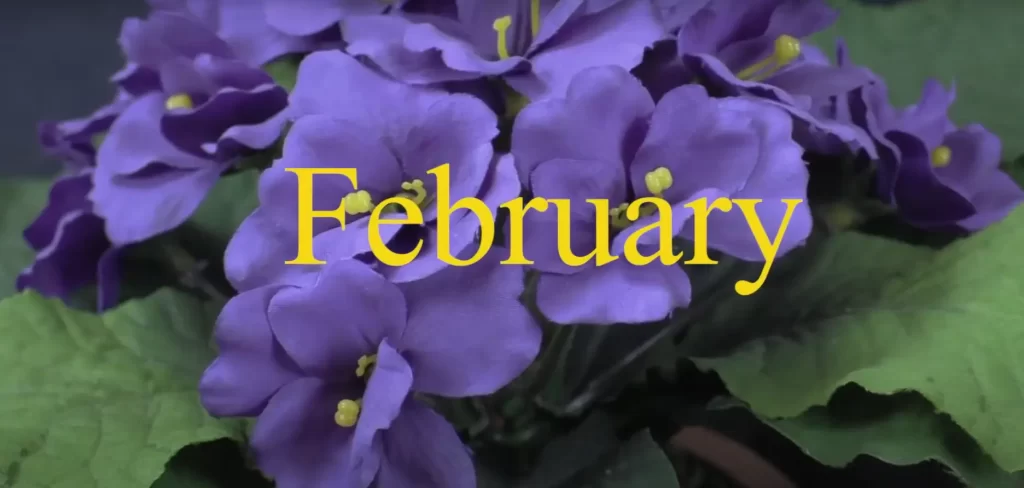 february birth flower: Violet