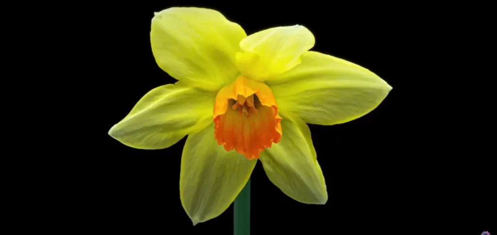 March Birth Flower: Narcissus