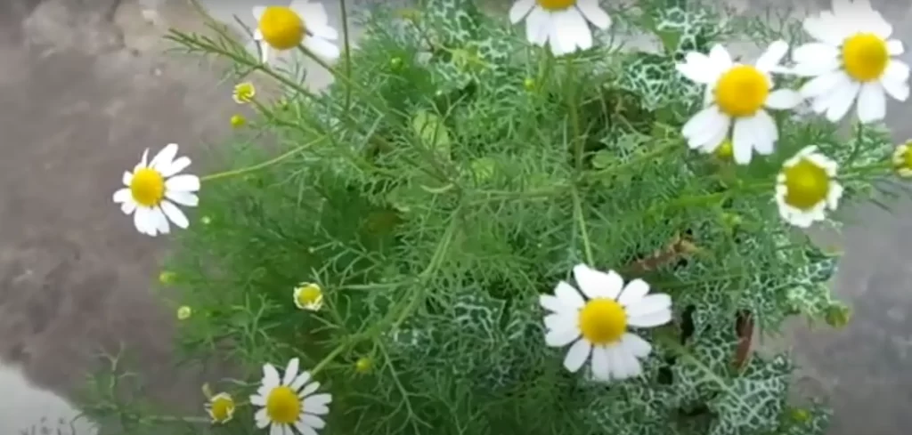 April Birth Flower: Chamomile
