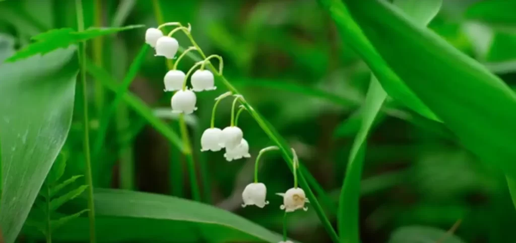 May Birth Flower: Lily